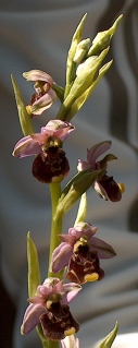 Vi sottopongo anche queste Ophrys